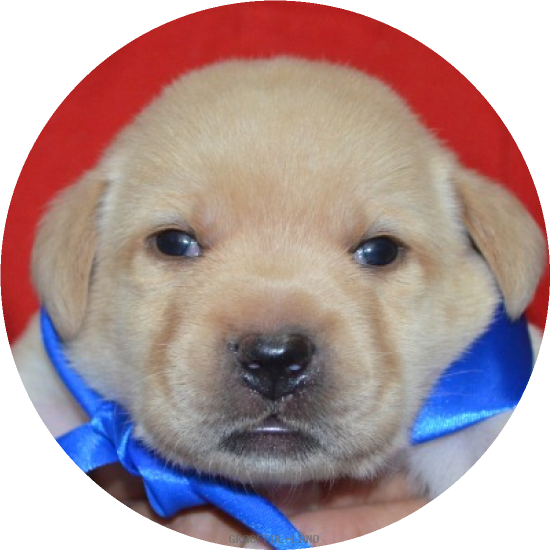 男の子(青 母犬クリオ)(A child of マナスル & ) 男の子(青 母犬クリオ)